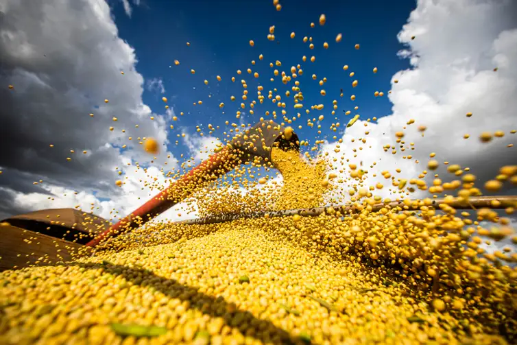 Colheita de soja, agricultura