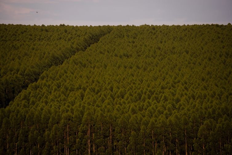 Eucaliptos, Floresta plantada