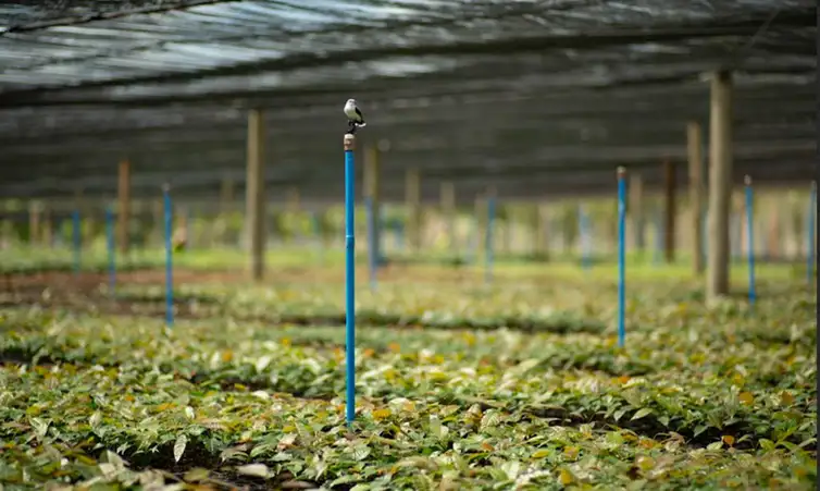 Brasília (DF), 20/02/2026 - Primeira fase de crescimento das mudas no viveiro em área sombreada. Estratégias de reflorestamento da Mata Atlântica. Foto: Symbiosis/Divugação