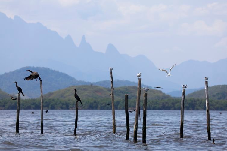 Guapimirim (RJ), 16/10/2024 - Aves marinhas no na Baía de Guanabara com manguezal e a montanha do Dedo de Deus, na Serra dos Órgãos, ao fundo. Foto: Fernando Frazão/Agência Brasil